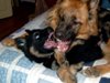 LoveMyGSDs's Avatar