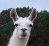 *llama's Avatar