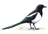 Magpies's Avatar